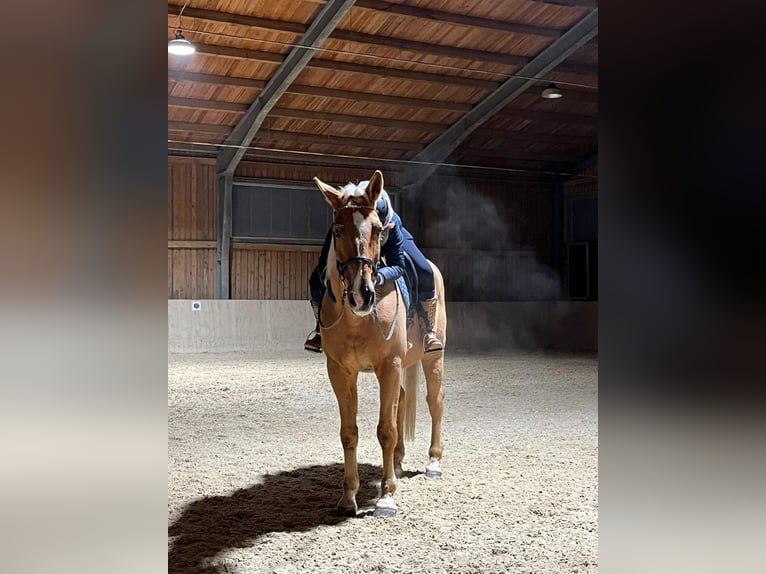 suche nette Reitbeteiligung