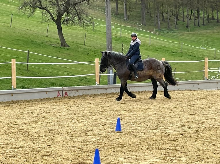 suche nette Reitbeteiligung