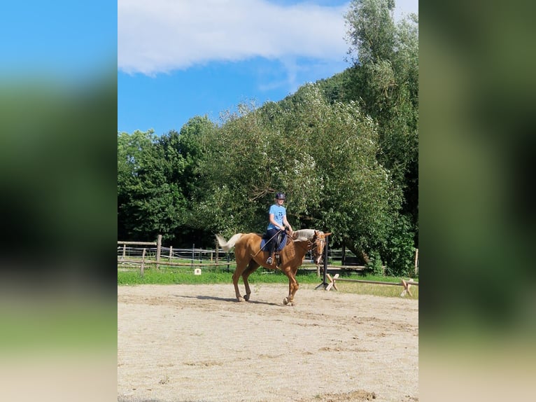 suche nette Reitbeteiligung