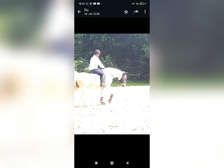 Suche Pferd Reitgelegenheit Reitbeteiligung Vollblut Araber Warmblut