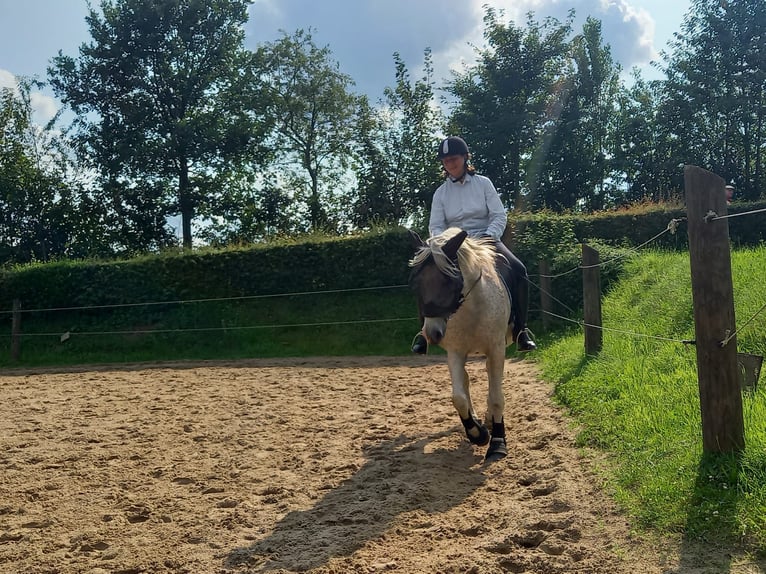 Suche Pferd Reitgelegenheit Reitbeteiligung Vollblut Araber Warmblut