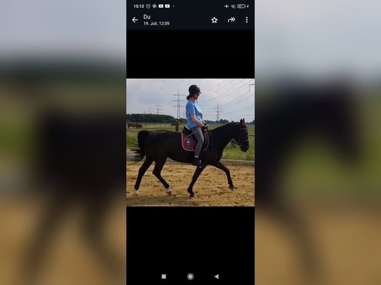 Suche Pferd Reitgelegenheit Reitbeteiligung Vollblut Araber Warmblut