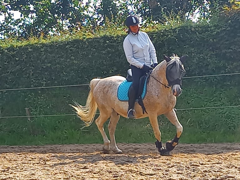 Suche Pferd Reitgelegenheit Reitbeteiligung Vollblut Araber Warmblut