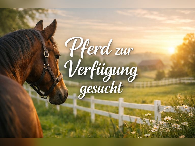 Suche Pferd zur Verfügung- evtl. mit späterer Kaufoption