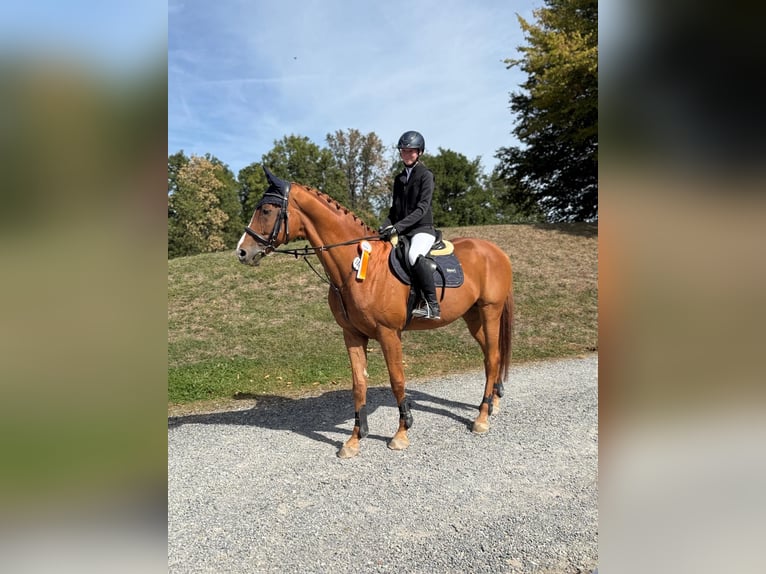 Suche Pferd zur Verfügung