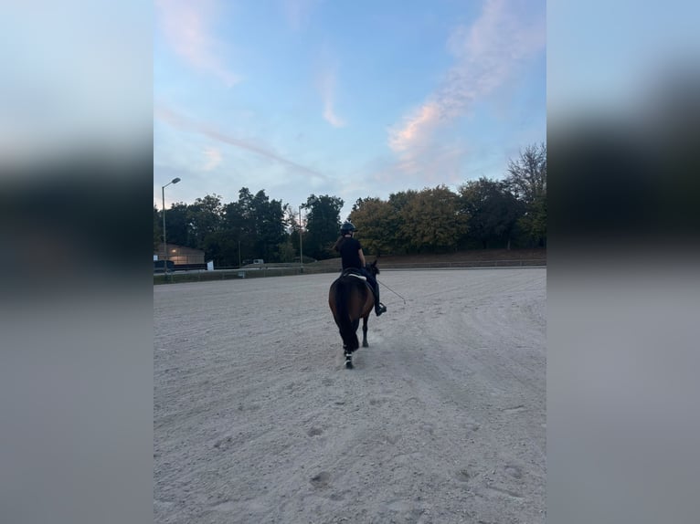 Suche Pferd zur Verfügung