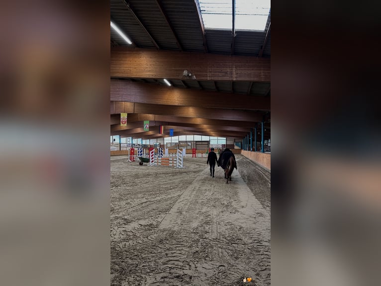 Suche Pferd zur Verfügung/Reitbeteiligung mit späterer Kaufoption 
