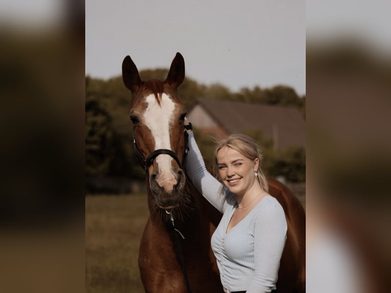 Suche Pferd zur Verfügung/Reitbeteiligung mit späterer Kaufoption 