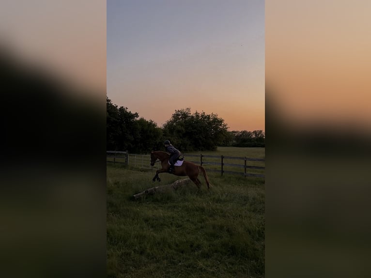 Suche Pferd zur Verfügung/Reitbeteiligung mit späterer Kaufoption 