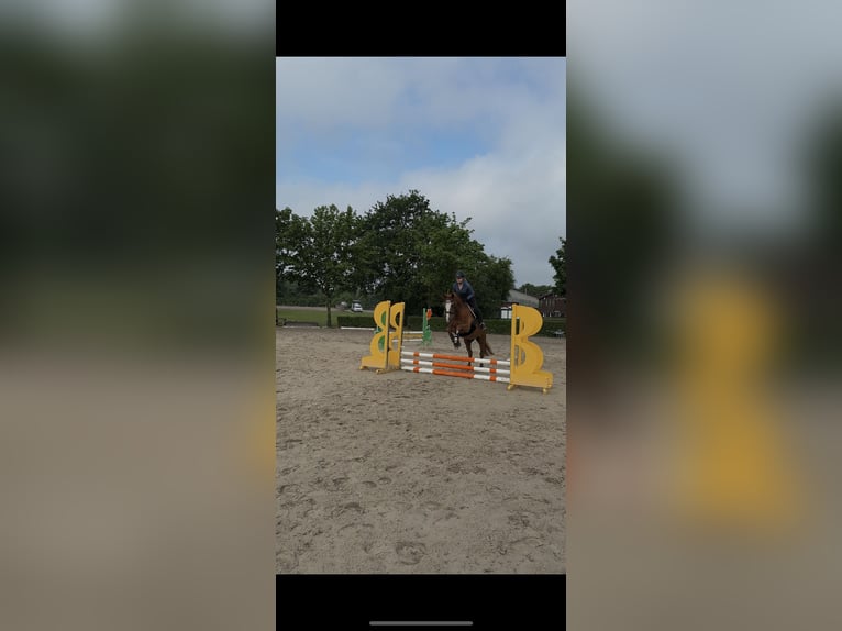Suche Pferd zur Verfügung/Reitbeteiligung mit späterer Kaufoption 