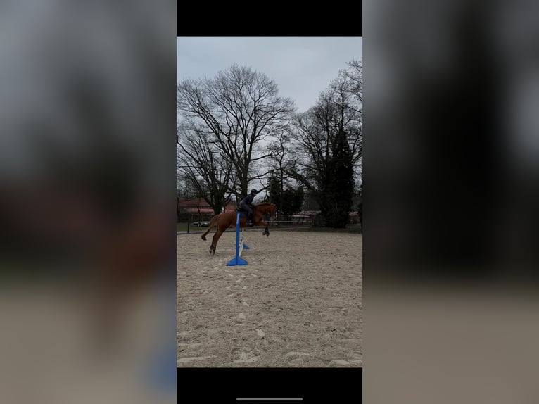 Suche Pferd zur Verfügung/Reitbeteiligung mit späterer Kaufoption 