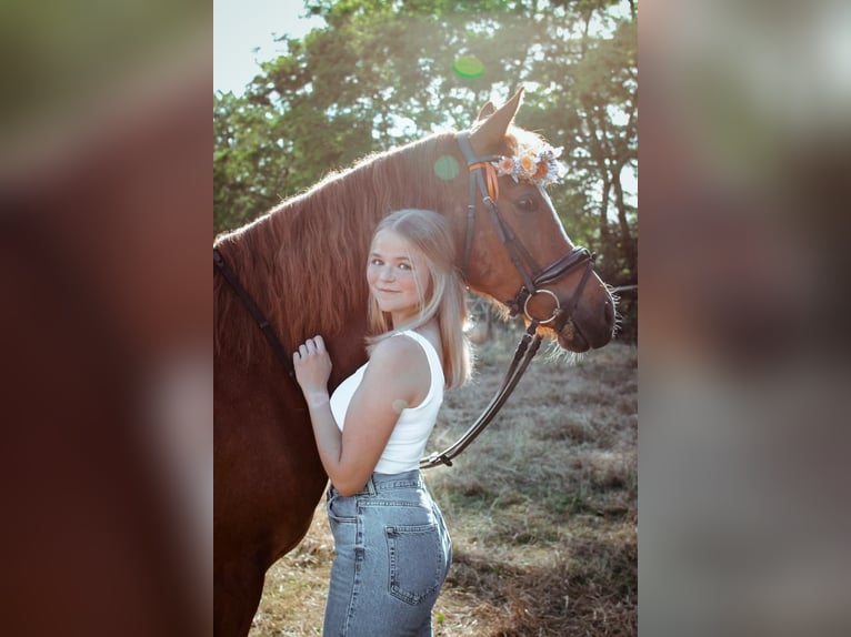 Suche Pferd zur Wiederaufnahme vom Springsport Suche Pferd zur Wiederaufnahme vom Springsport