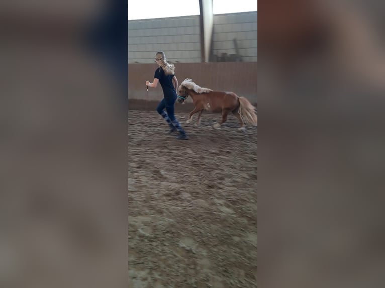 Suche Pflege-/Reitbeteiligung