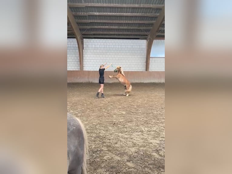 Suche Pflege-/Reitbeteiligung