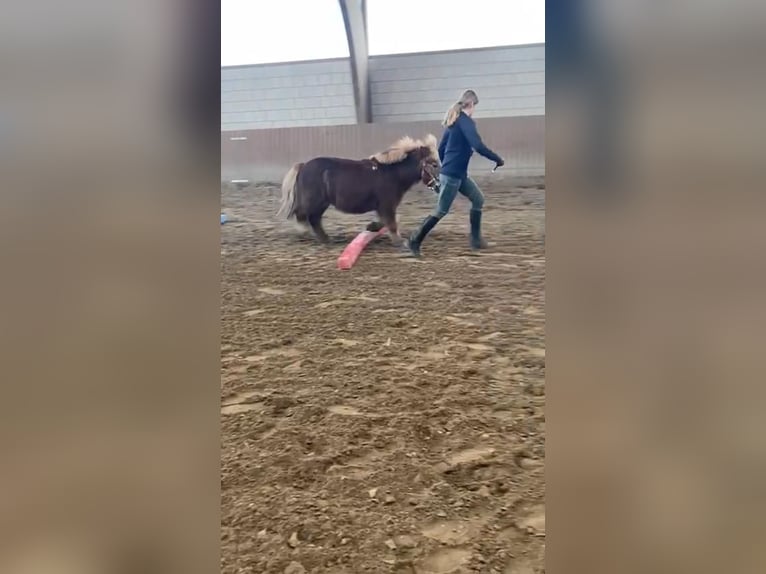 Suche Pflege-/Reitbeteiligung