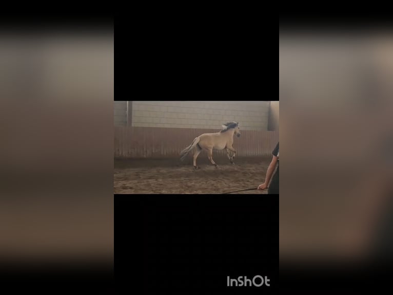 Suche Pflege-/Reitbeteiligung