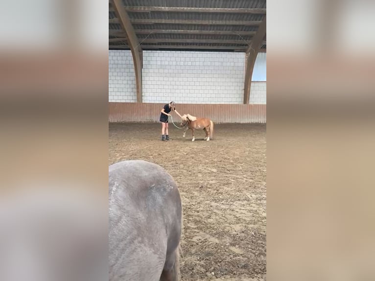 Suche Pflege-/Reitbeteiligung