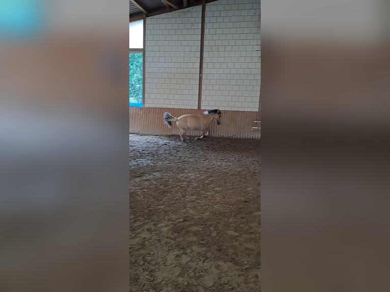Suche Pflege-/Reitbeteiligung
