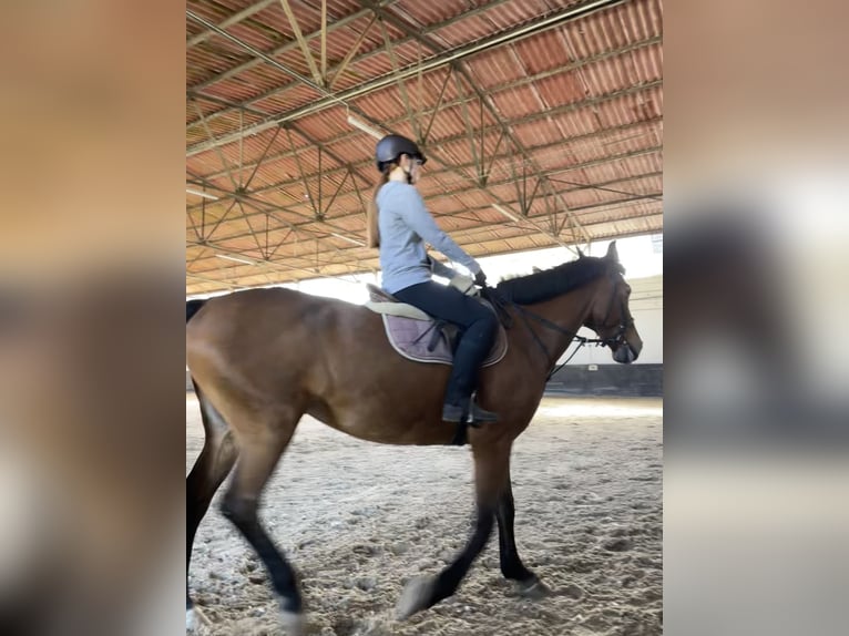 Suche Pflegepferd/Reitbeteiligung Suche Pflegepferd/Reitbeteiligung