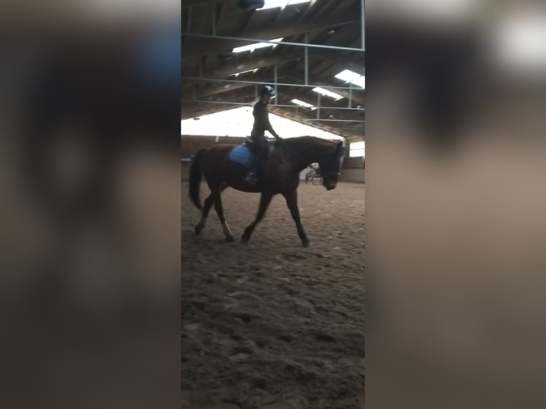 Suche pflege/reitbeteiligung 