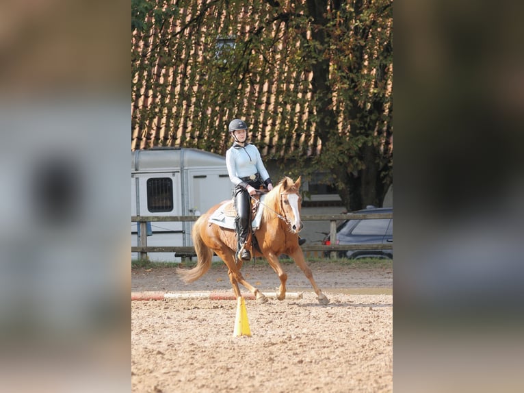Suche RB/Pferd zur Verfügung Western 