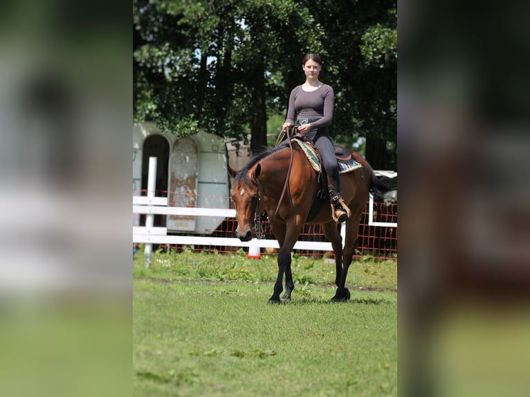Suche RB/Pferd zur Verfügung Western 
