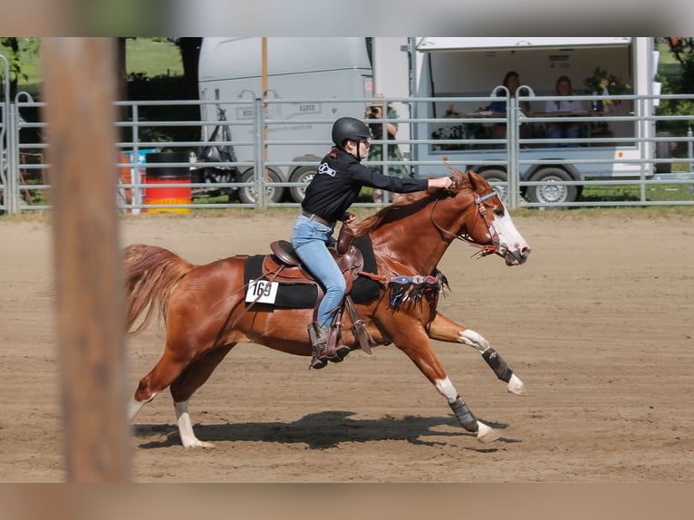 Suche RB/Pferd zur Verfügung Western 