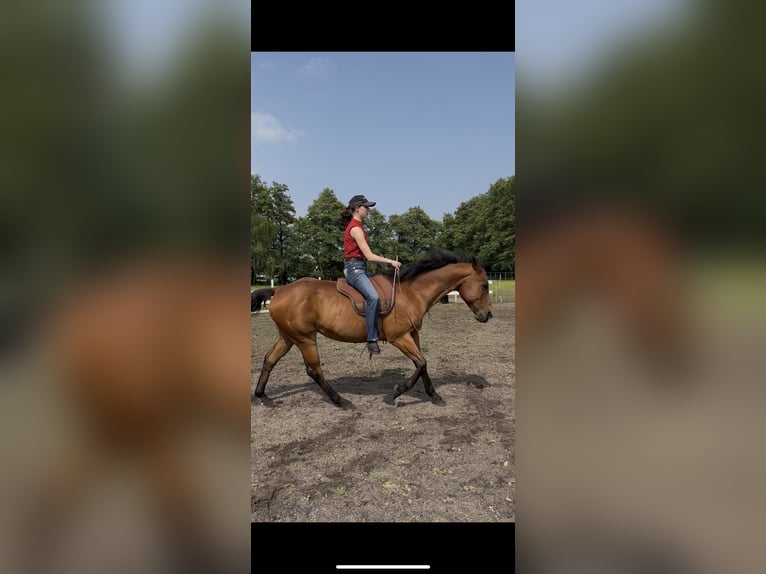 Suche RB/Pferd zur Verfügung Western 