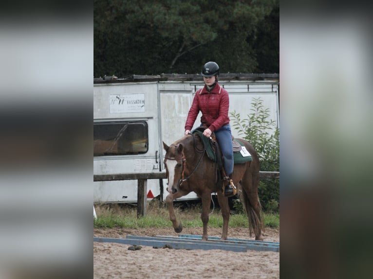 Suche RB/Pferd zur Verfügung Western 