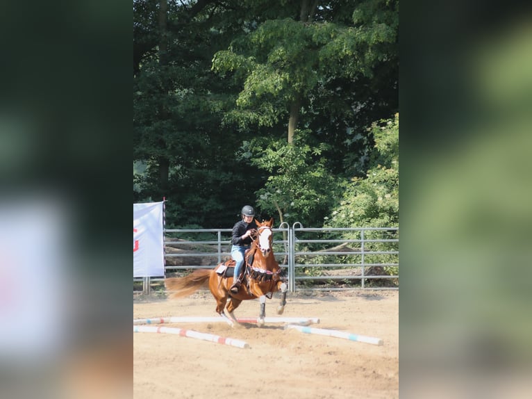 Suche RB/Pferd zur Verfügung Western 