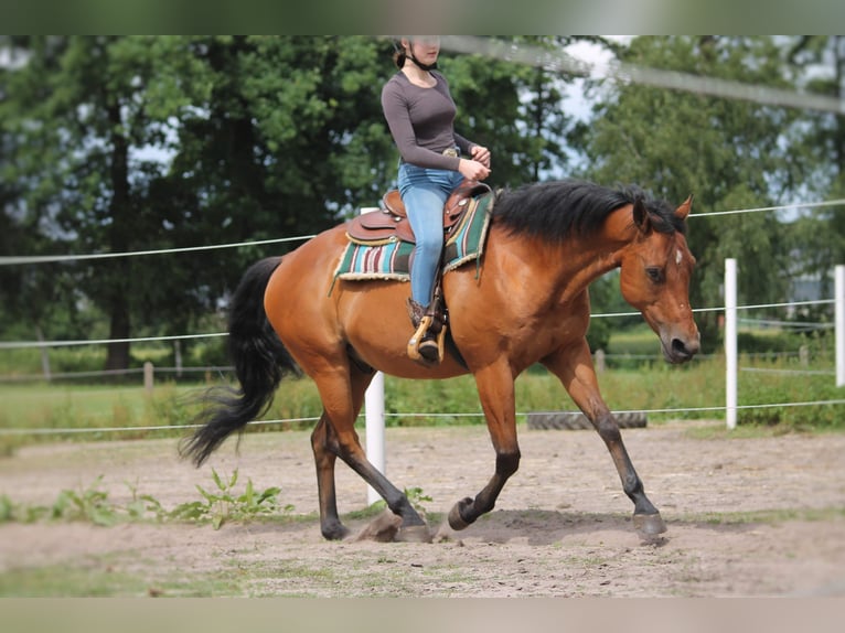 Suche RB/Pferd zur Verfügung Western 