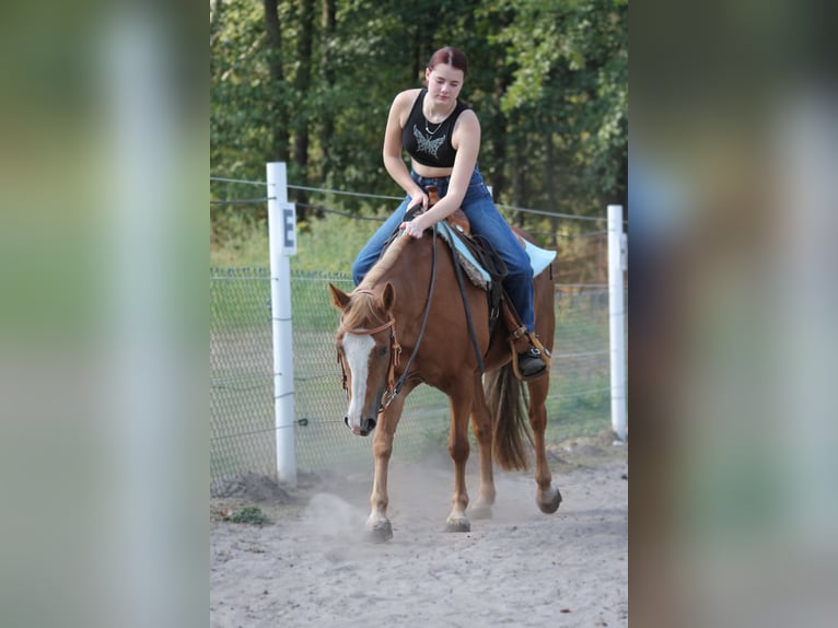 Suche RB/Pferd zur Verfügung Western 
