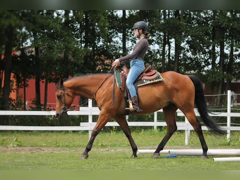 Suche RB/Pferd zur Verfügung Western 