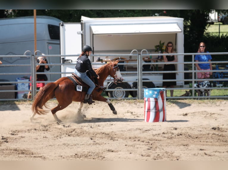 Suche RB/Pferd zur Verfügung Western 