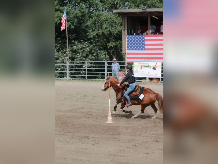 Suche RB/Pferd zur Verfügung Western 