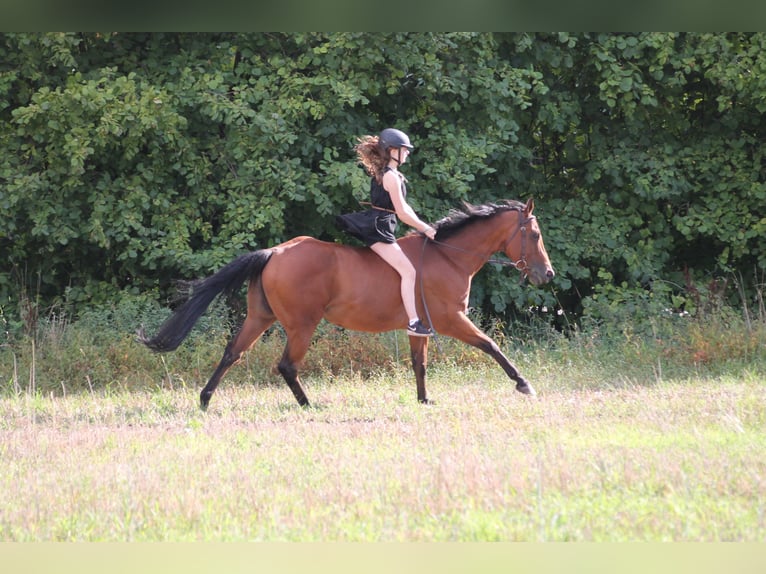 Suche RB/Pferd zur Verfügung Western 