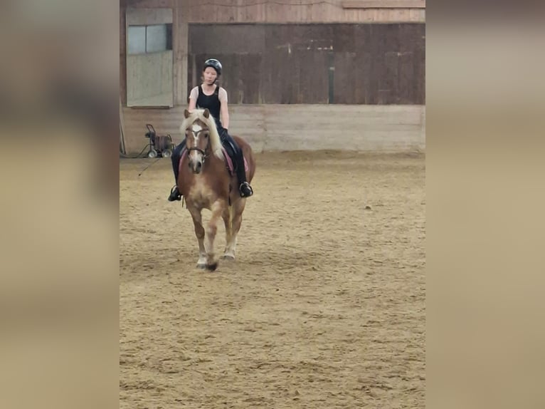 Suche Reit oder Pflegebeteiligung (Aktuell!!)