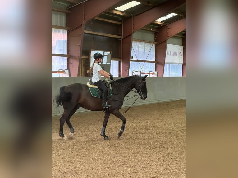 Suche Reitbeteildigung in Oberhausen und Nähe