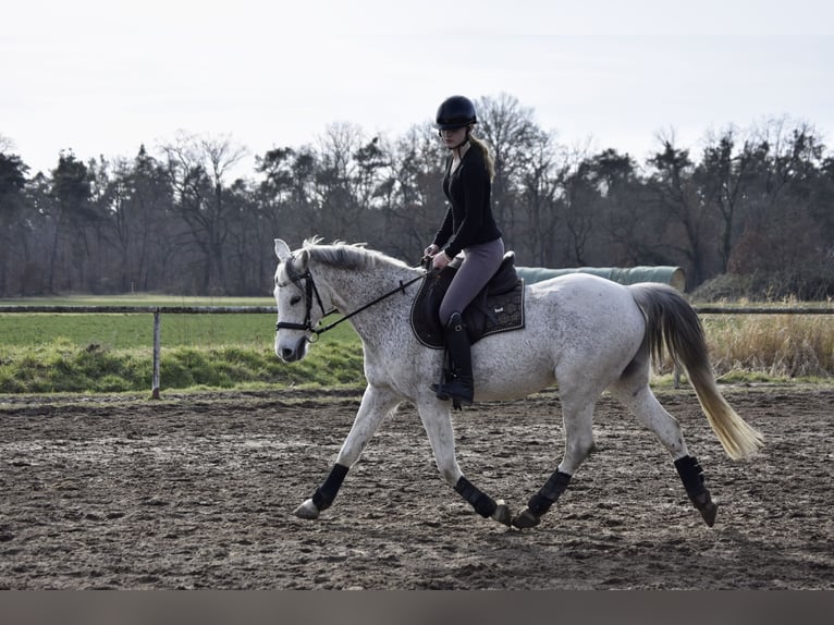 Suche reitbeteildigung (reiterin sucht pferd/pony)
