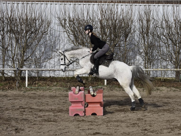Suche reitbeteildigung (reiterin sucht pferd/pony)