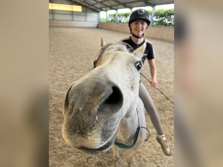 Suche reitbeteildigung (reiterin sucht pferd/pony)