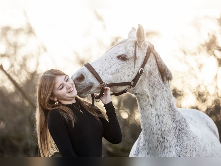 Suche reitbeteildigung (reiterin sucht pferd/pony)