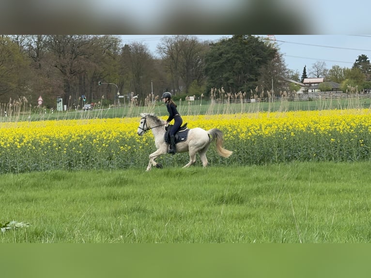 Suche reitbeteildigung (reiterin sucht pferd/pony)