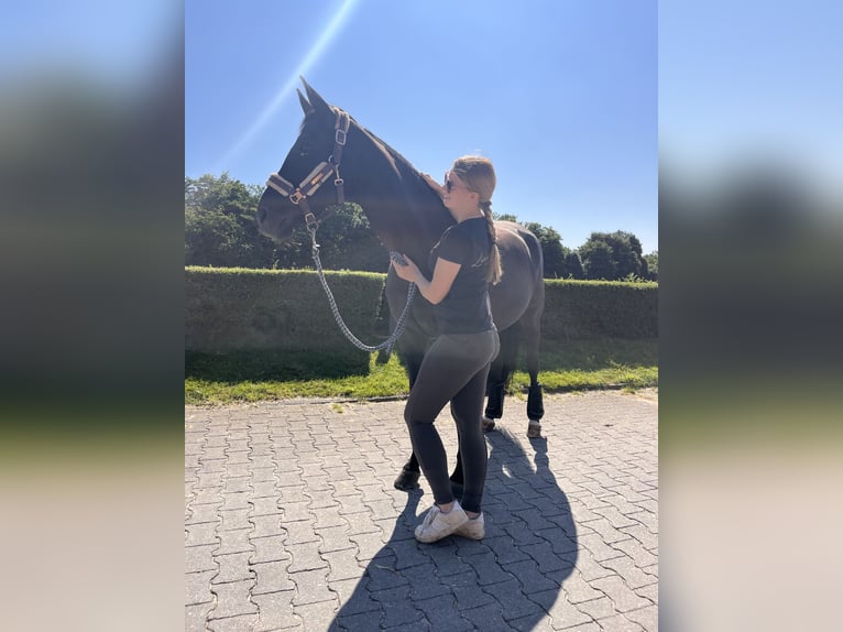 Suche Reitbeteildigung (RsP)
