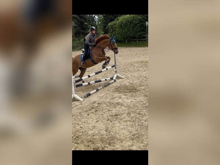 Suche Reitbeteildigung (RsP)