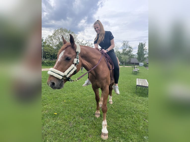 Suche Reitbeteildigung (RsP)