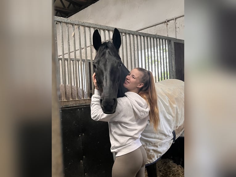 Suche Reitbeteildigung (RsP)