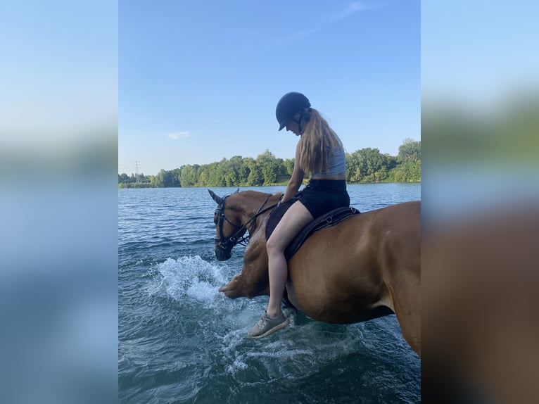 Suche Reitbeteildigung (RsP)