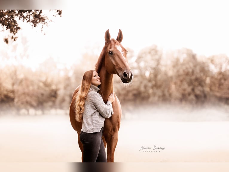 Suche Reitbeteildigung (RsP)