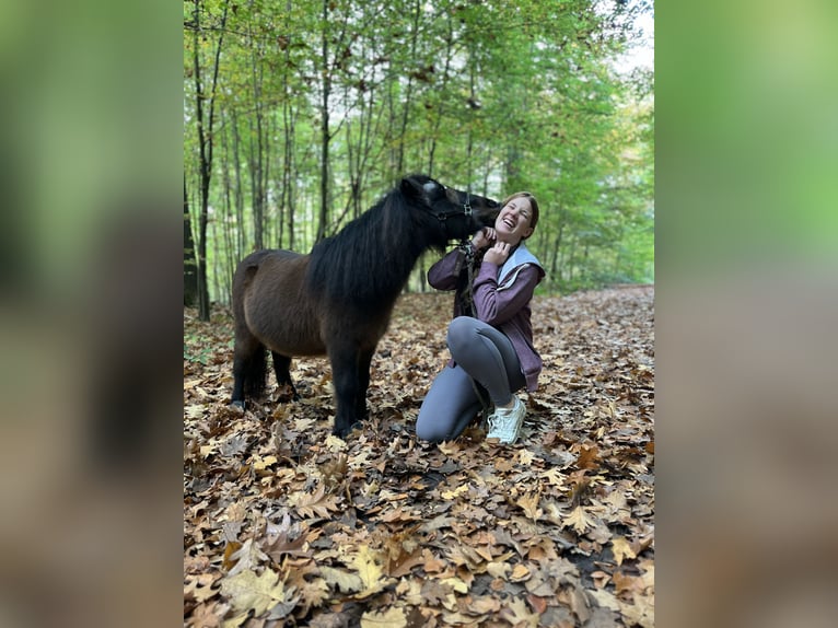 Suche Reitbeteildigung (RsP)